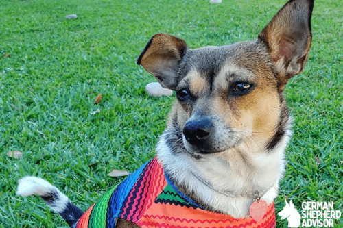 Toy Fox Terrier Chihuahua Mix Welcome Taco Terrier