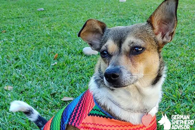 Toy Fox Terrier Chihuahua Mix: Welcome Taco Terrier