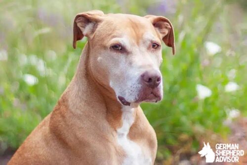 Vizsla Pitbull Mix