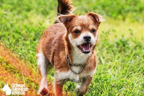 Yorkie Chihuahua mix