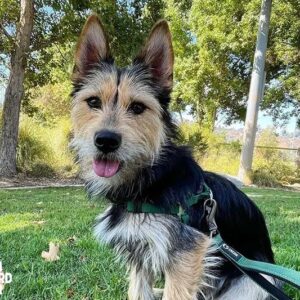 Yorkie Husky Mix