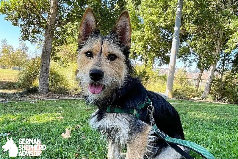 Yorkie Husky Mix