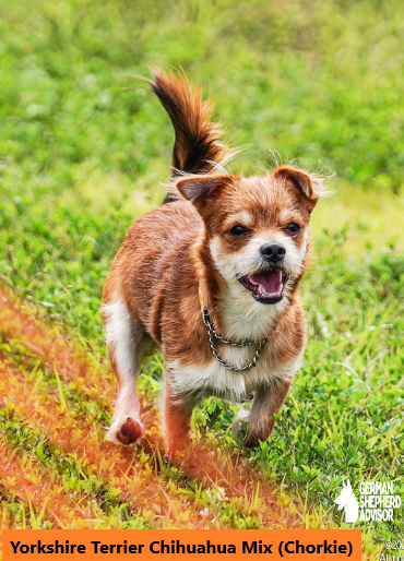 Yorkshire Terrier Chihuahua Mix