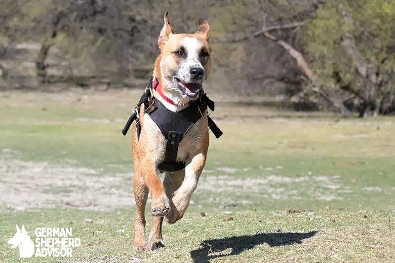 black-mouth-cur