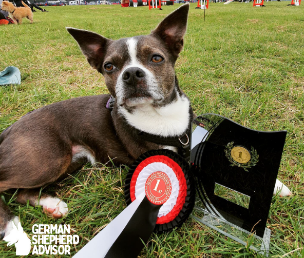 boston terrier and chihuahua mix dog win the KC agility show