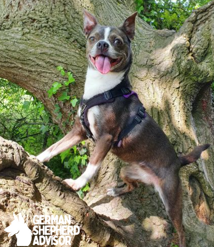 chihuahua mixed with boston terrier