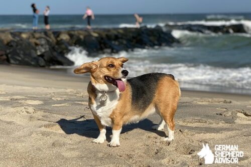 Corgi Beagle Mix