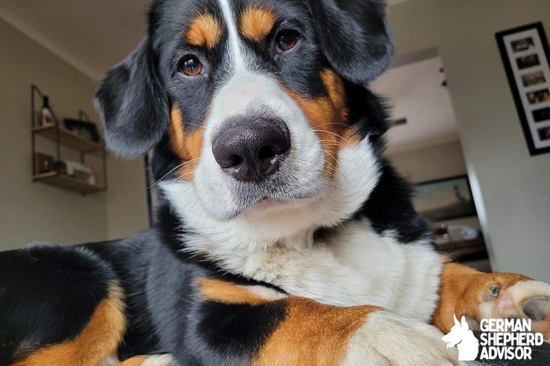 Corgi Bernese Mountain Dog Mix (Bernese Corgi)