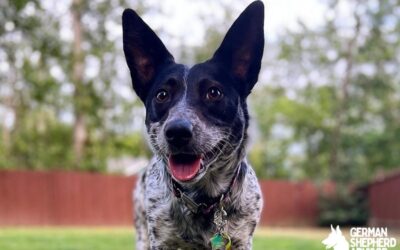 Corgi Blue Heeler Mix dog Breed Info: Cowboy Corgi