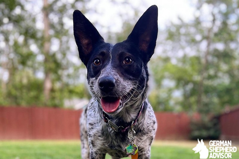 Corgi Blue Heeler Mix