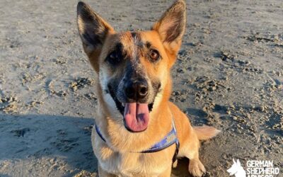 Corgi German Shepherd Mix: Meet The Corman Shepherd