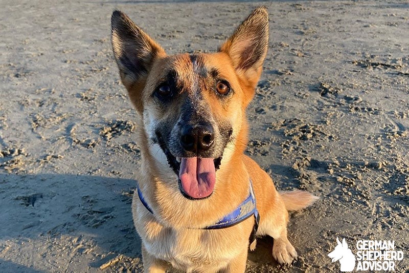 Corgi German Shepherd Mix