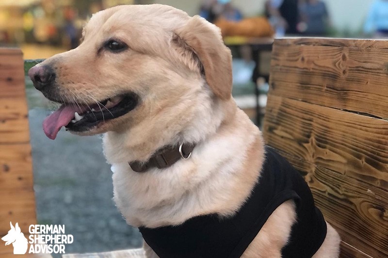 Corgi Golden Retriever Mix (Golden Corgi)