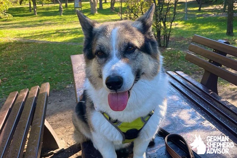 Corgi Husky Mix