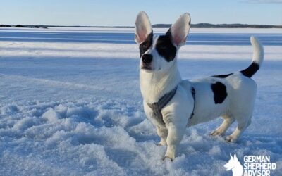 Corgi Jack Russell Mix dog Breed Info: The Cojack dog