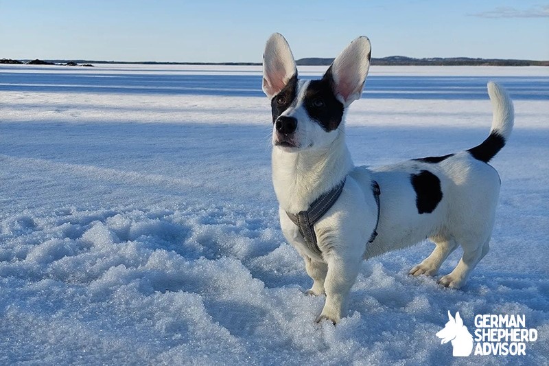 Corgi Jack Russell Mix