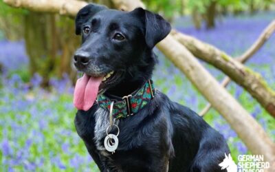 Corgi Labrador Retriever Mix: Corgidor or Labricorgi