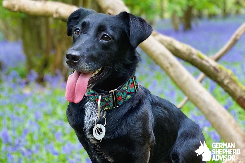 Corgi Labrador Retriever Mix