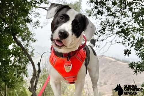 Corgi Pitbull Mix