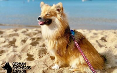 Corgi Pomeranian Mix dog Breed Info: Meet Corgipom dog