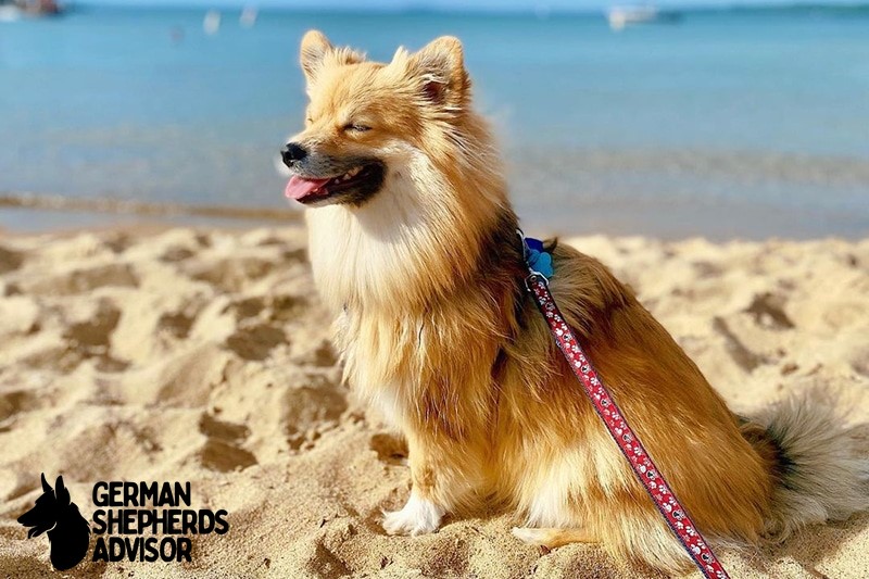 Corgi Pomeranian Mix (Corgipom)