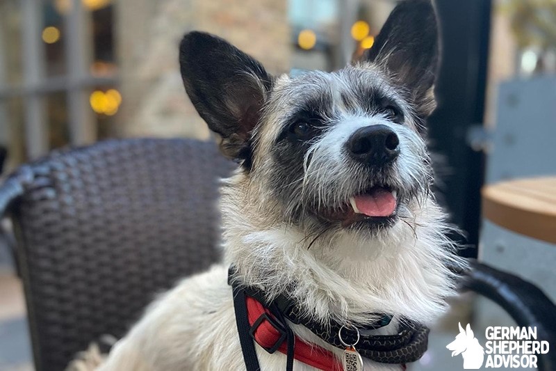 corgi poodle mix