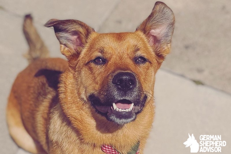 Corgi Rottweiler Mix