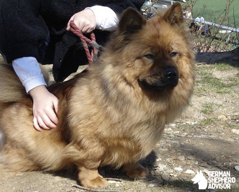 Corgi Tibetan Mastiff Mix