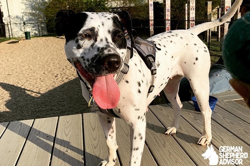 Dalmatian Pitbull Mix