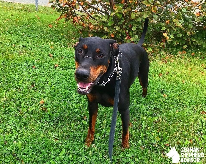 Doberman Pitbull Mix