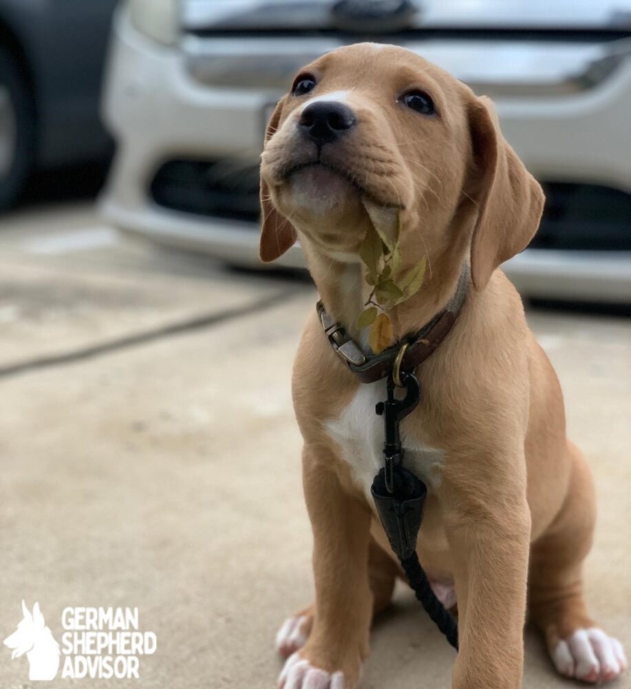 golden retriever and pitbull mix puppies