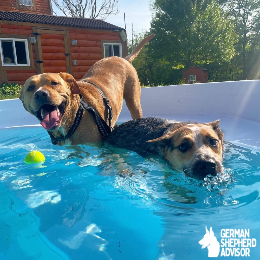 golden retriever mix with a pitbull is bathing with second pet