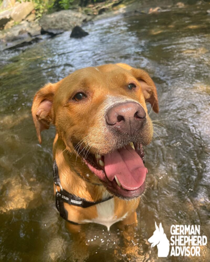 golden retriever mix with pitbull​