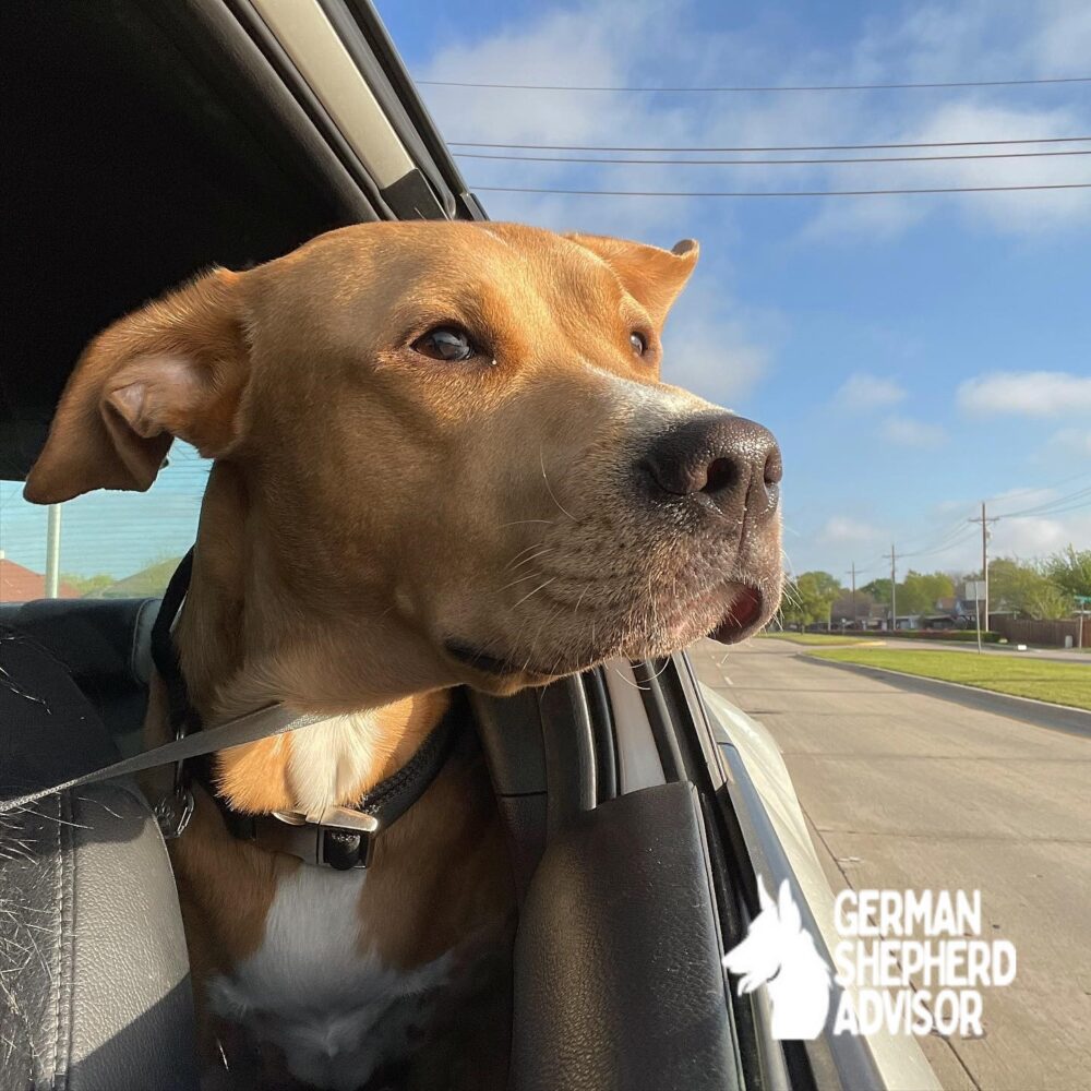 golden retriever mixed with a pitbull