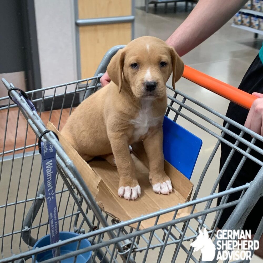 golden retriever pitbull mix puppies