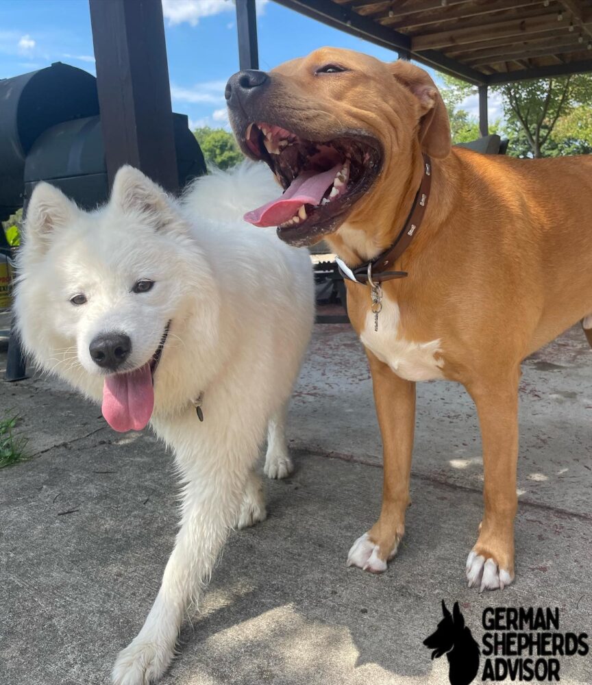 golden retriever pitbull mix with other dog