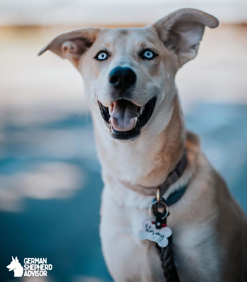 great dane husky mix dog photo