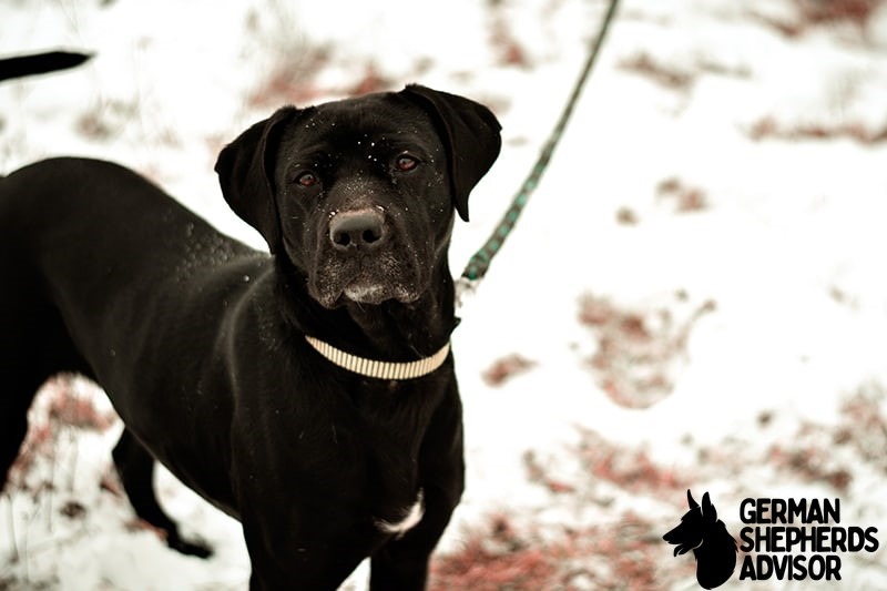 Great Dane Pitbull Mix