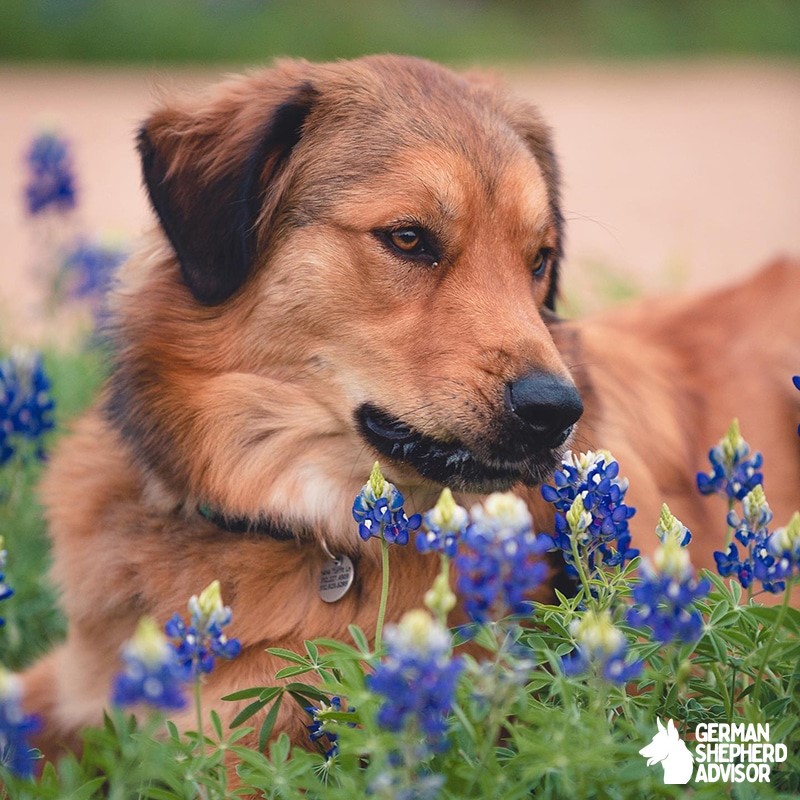 great pyrenees rottweiler mix dog photo