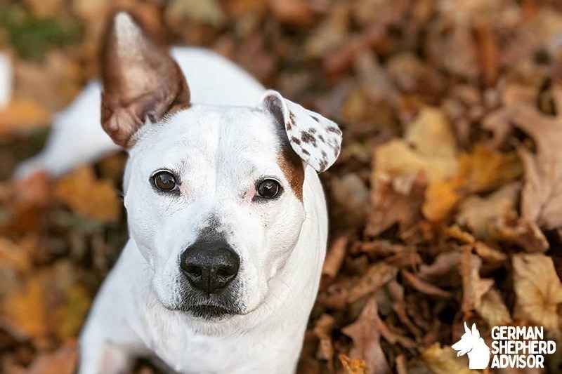 Pitbull Jack Russell Mix