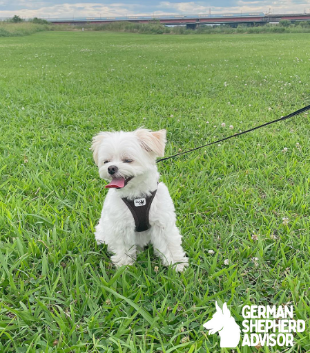 maltese and chihuahua mix dog is playing