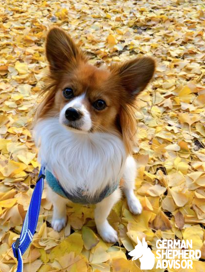 papillon chihuahua mix The Chion dog