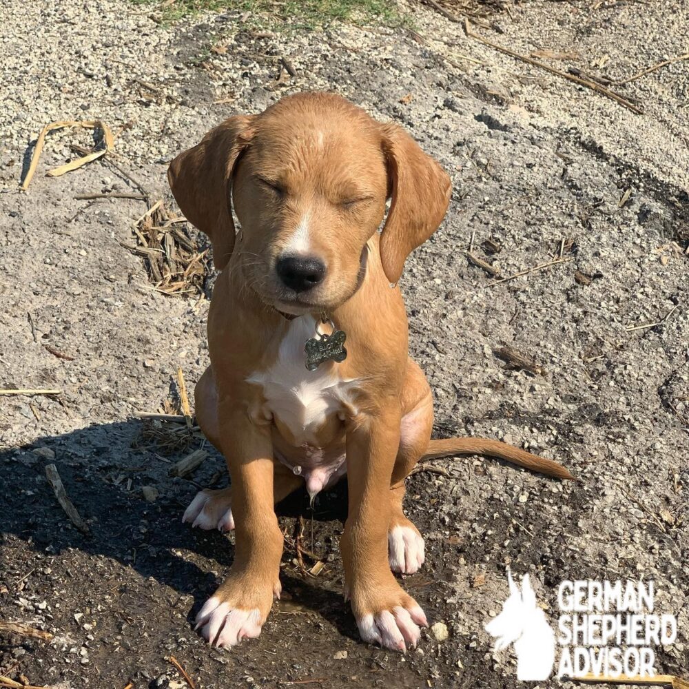 pitbull and golden retriever mix puppies