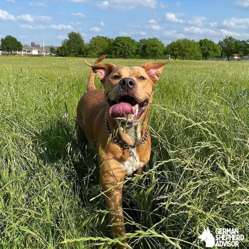 Pitbull Golden Retriever Mix