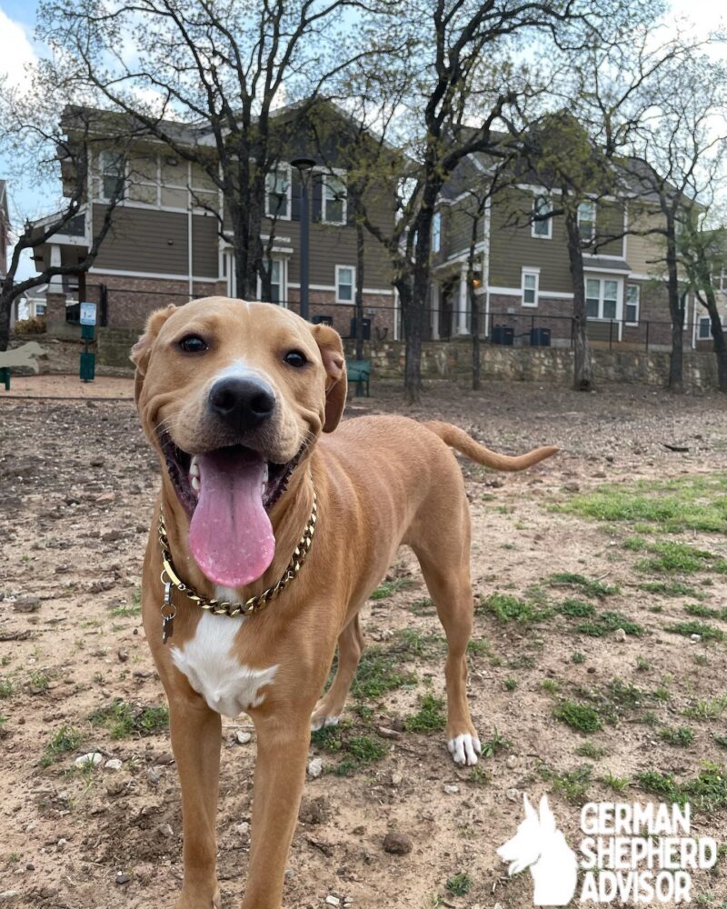 pitbull golden retriever mix dog