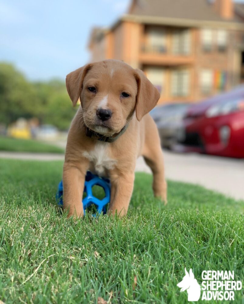 pitbull golden retriever mix puppy