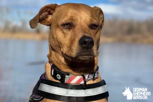 rottweiler chihuahua mix dog