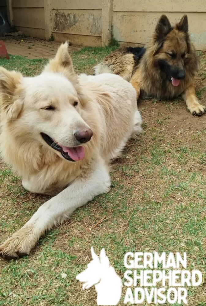 white German Shepherd and German Shepherd Dog