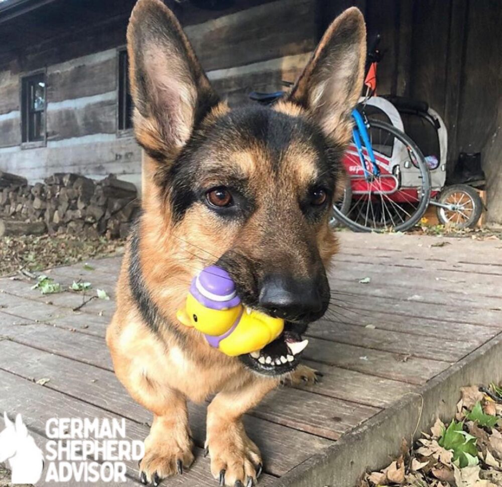 A german shepherd who was born with Achondroplasia Dwarfism a disorder which effects the development of his long bones, causing them to dwarf