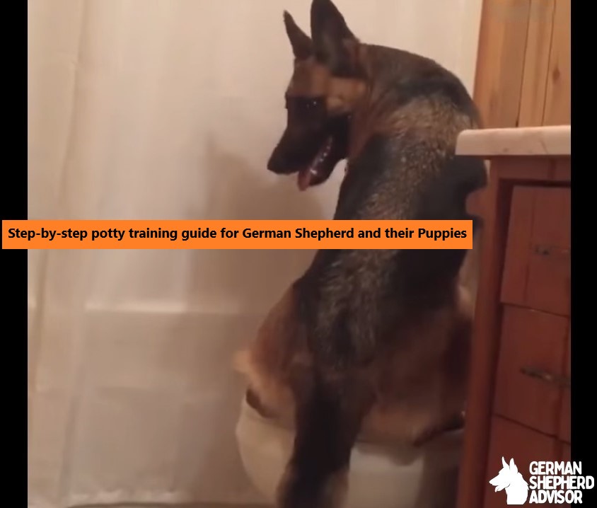 Are German Shepherds Easy to Potty Train step by step guide